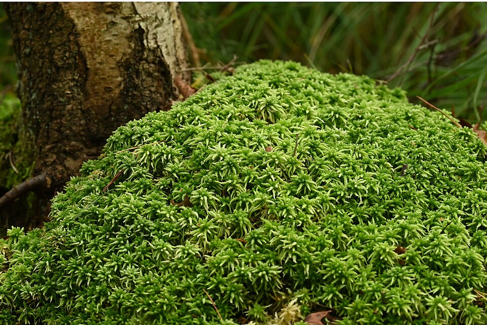 Sphagnum palustre