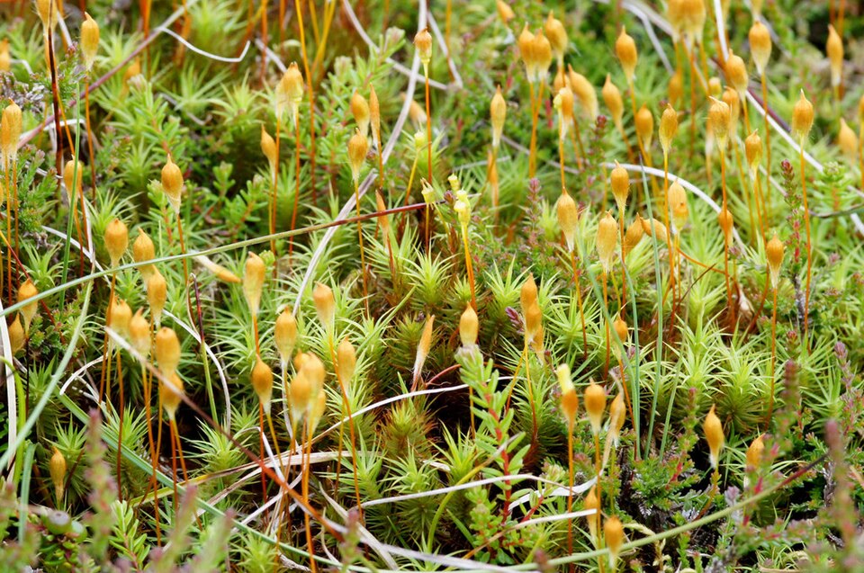 Polytrichum commune