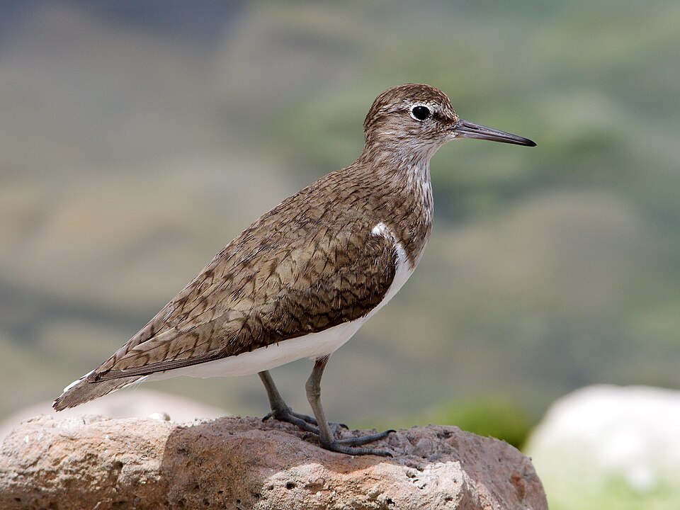 Le chevalier guignette (Actitis hypoleucos)