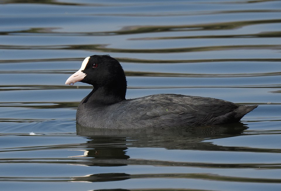 Le foulque macroule (Fulica atra)