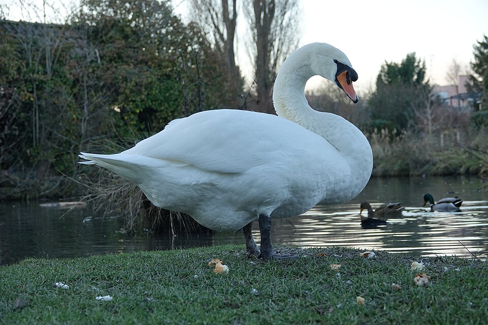Le cygne tuberculé (ou « muet ») (Cygnus olor)