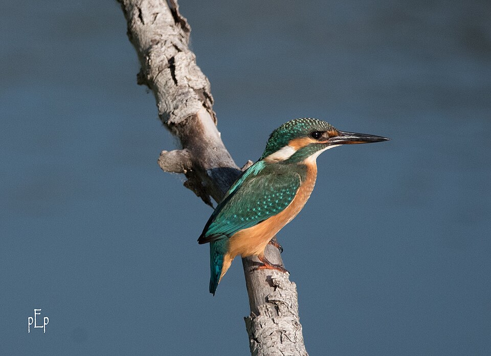 Le martin pêcheur (Alcedo atthis)