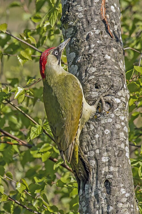 Le pic vert (Picus viridis)