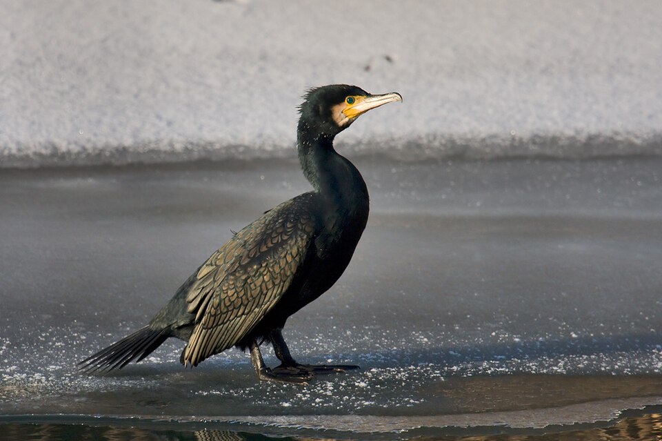 Le grand cormoran (Phalacrocorax carbo)