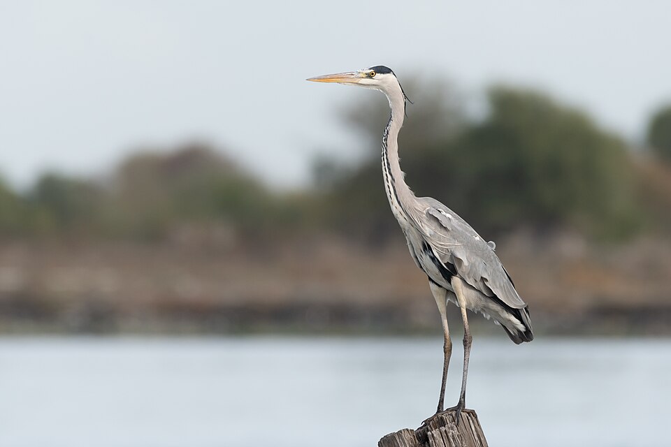Le héron cendré (Ardea cinerea)