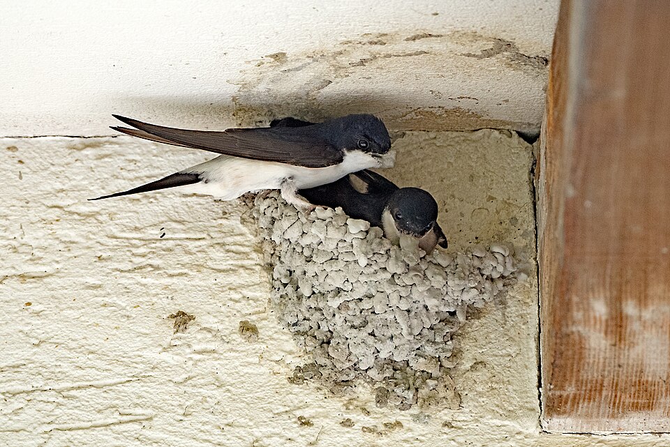 L’hirondelle de fenêtre (Delichon urbicum)
