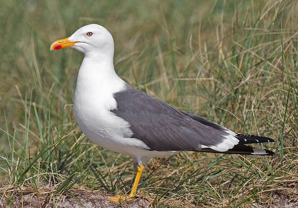 Le goéland brun (Larus fuscus)