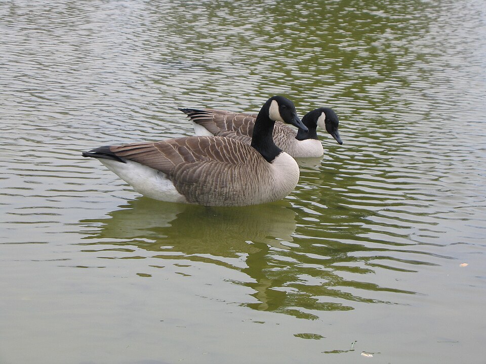 L’oie bernache du Canada (Branta canadensis)