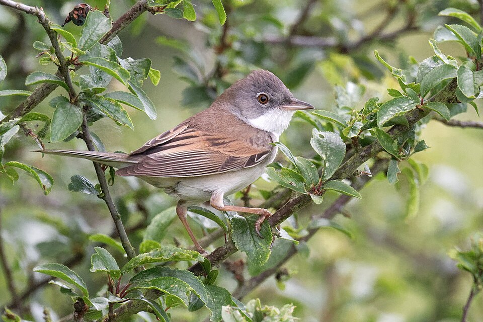 La fauvette grisette (Sylvia communis)