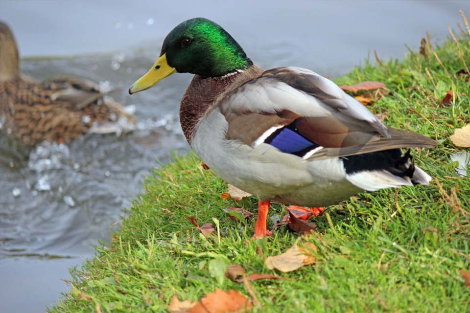Le canard colvert (Anas platyrhynchos)