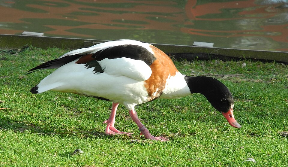 Le tadorne de Belon (Gallinula chloropus)
