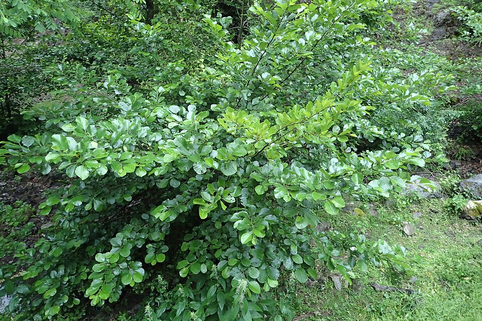 L'aulne glutineux (Alnus glutinosa subsp. Barbata)