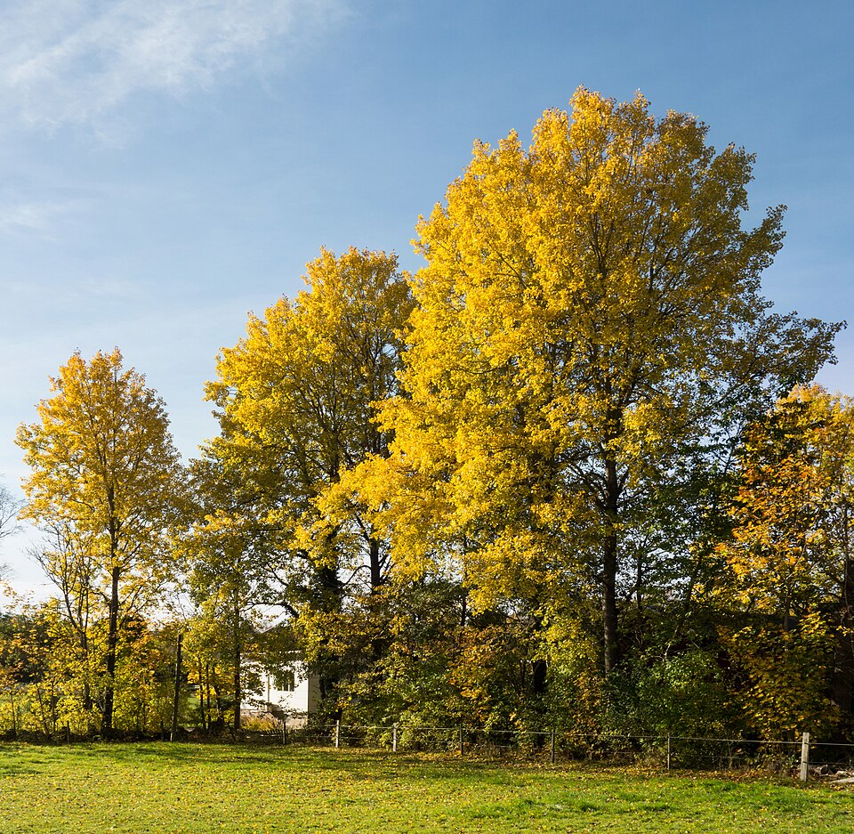 Le peuplier tremble (Populus tremula)