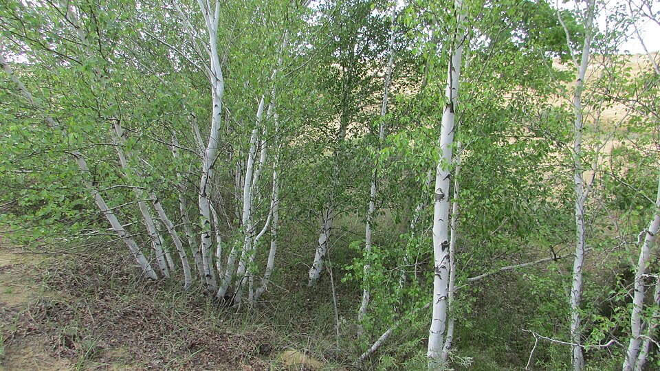 Le bouleau pubescent (Betula pubescens)