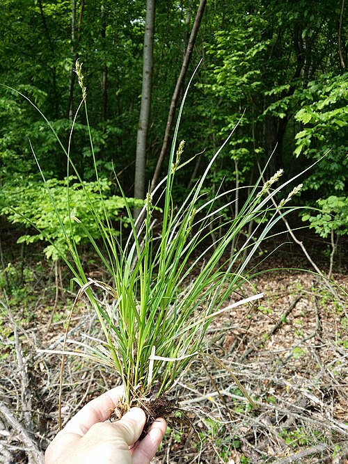 Le carex laîche en épi (Carex spicata)