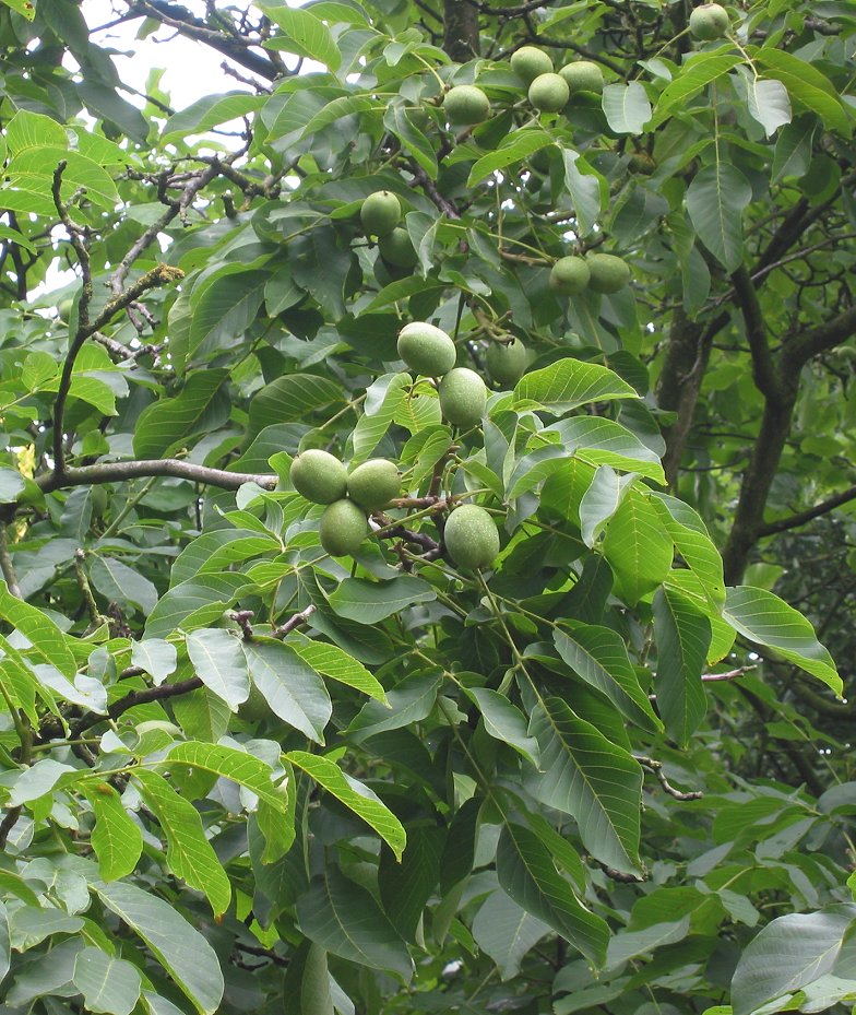 Le noyer commun (Juglans regia)