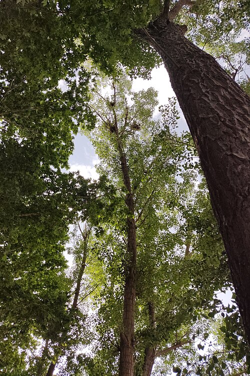 Le peuplier blanc (Populus alba)