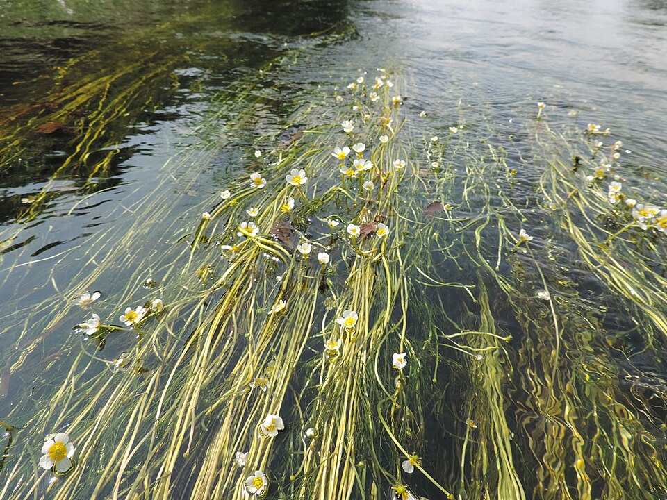La renoncule des rivières (Ranunculus fluitans)