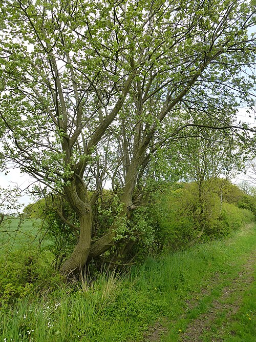Le saule marsault (Salix caprea)