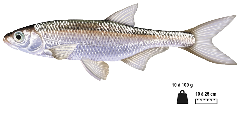 L'ablette (Alburnus alburnus)