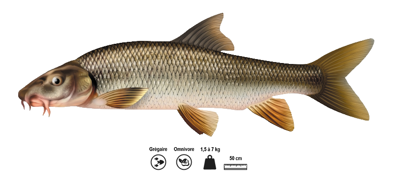 Le barbeau fluviatile (Barbus barbus)