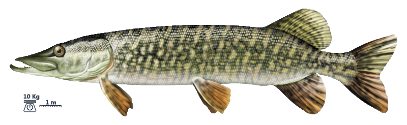 Le brochet (Esox lucius)