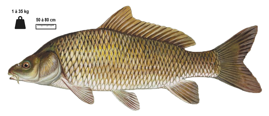 La carpe commune (Cyprinus carpio)