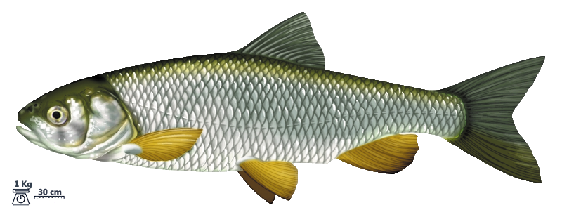 Le chevesne (Squalius cephalus)
