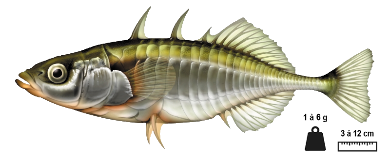 L’épinoche (Gasterosteus aculeatus)