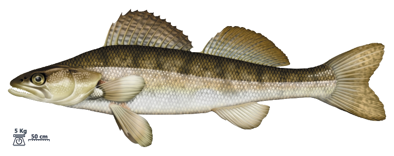 Le sandre (Sander lucioperca)