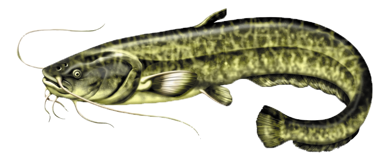 Le silure glane (Silurus glanis)
