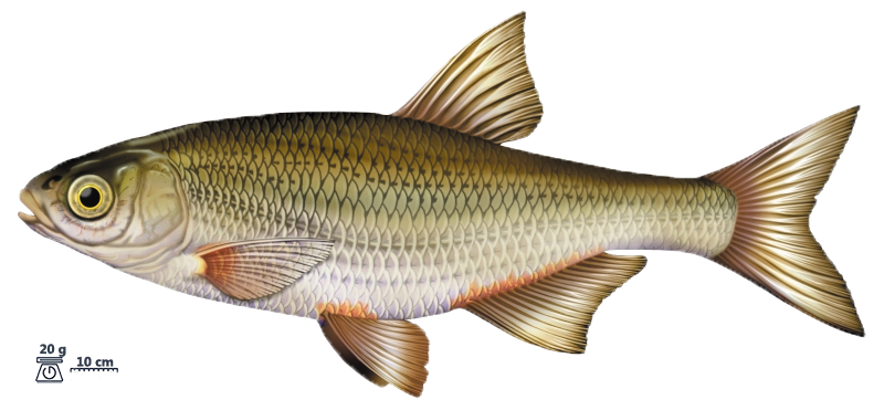 Le spirlin (Alburnoides bipunctatus)