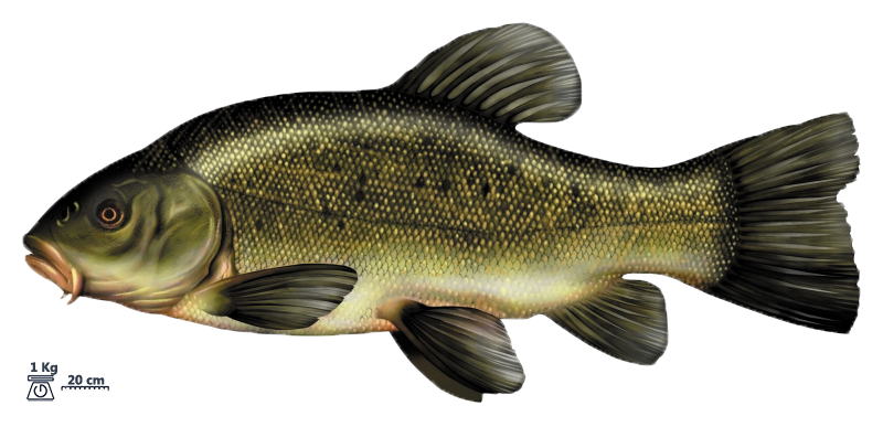 La tanche (Tinca tinca)
