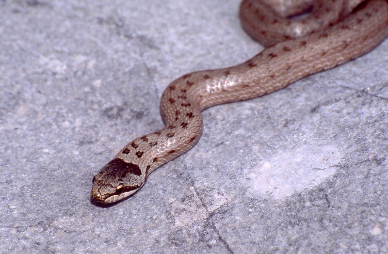 La Coronelle lisse (Coronella austriaca)
