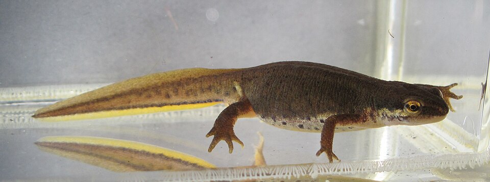 Le triton palmé (Lissotriton helveticus)