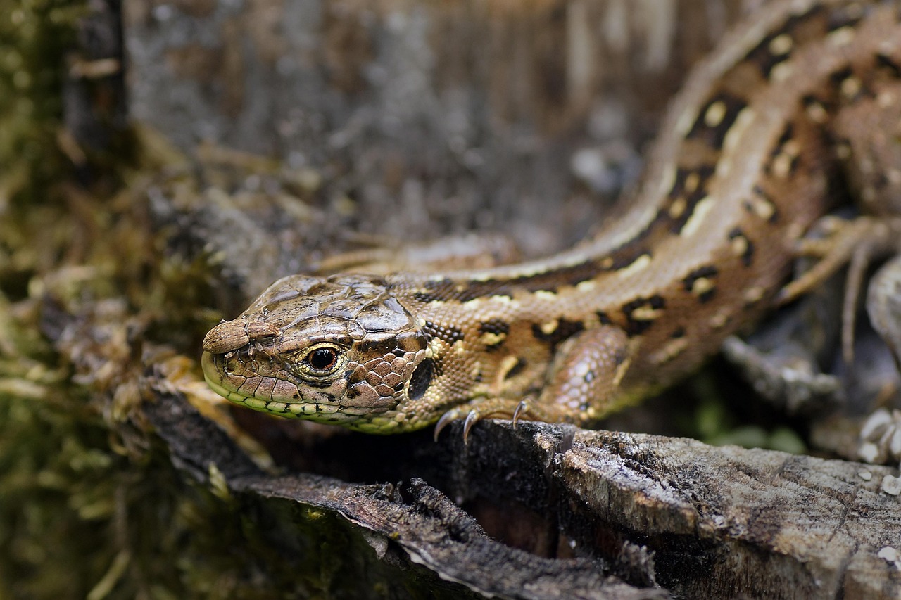 Le lézard vivipare (Zootoca vivipara)