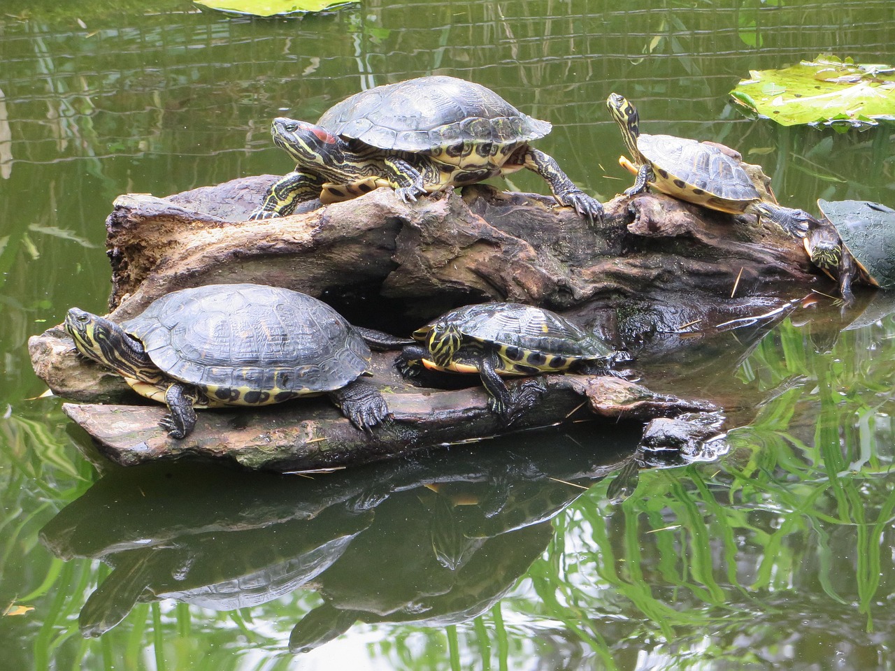 La tortue de Floride (Trachemys scripta elegans)