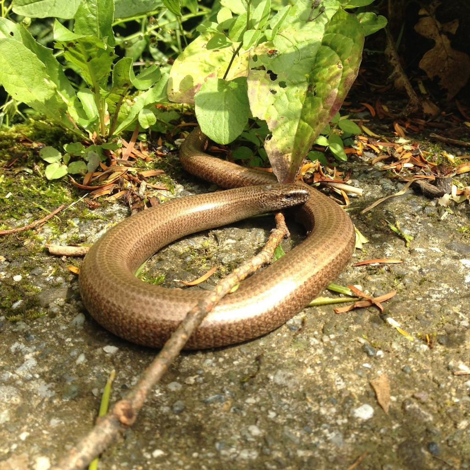 L’orvet fragile (Anguis fragilis)