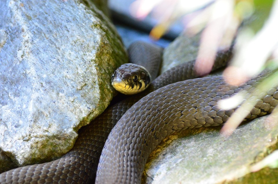 La couleuvre d’Esculape (Zamenis longissimus)