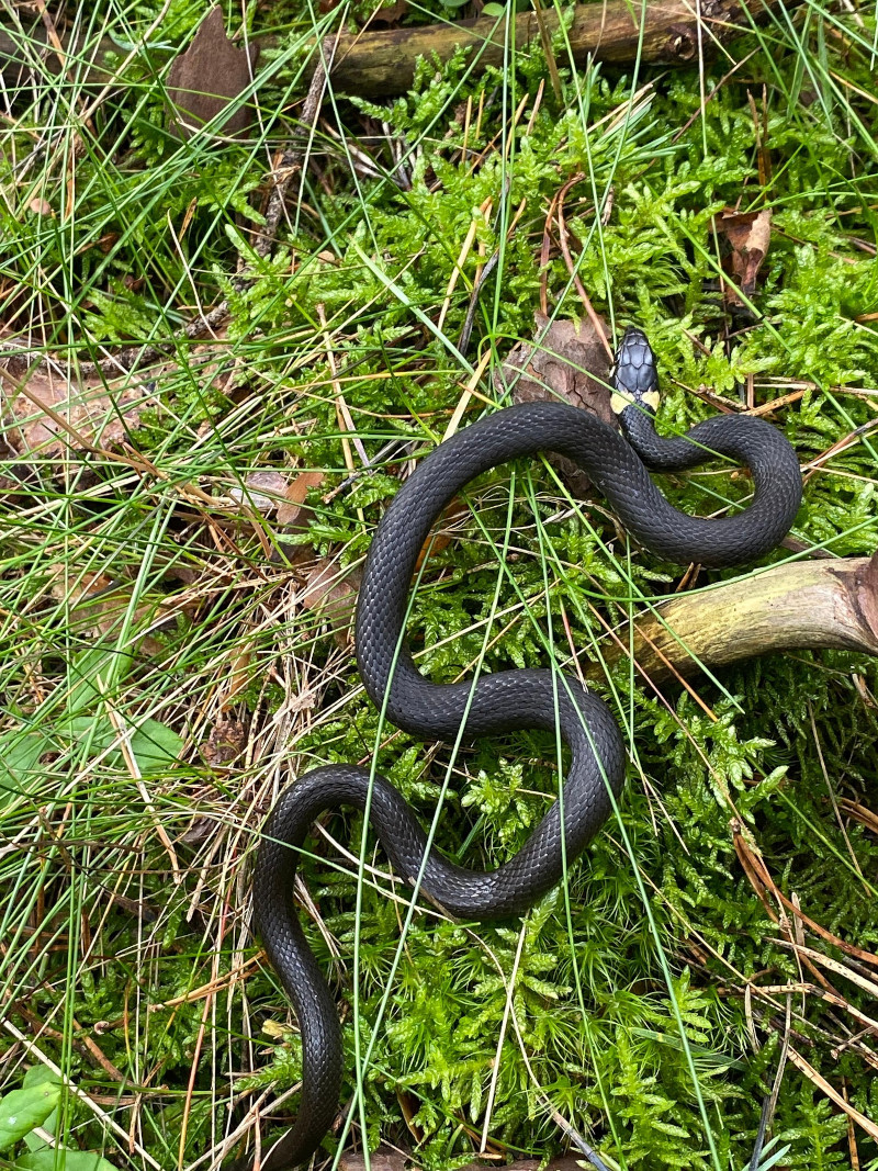 La couleuvre à collier (Natrix natrix)