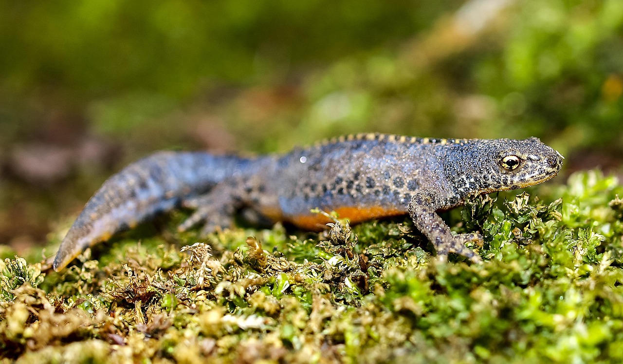 Le triton alpestre (Ichthyosaura alpestris)