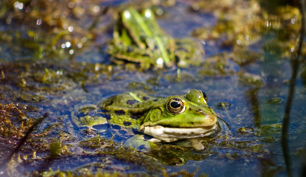 La grenouille verte (Pelophylax xxx)