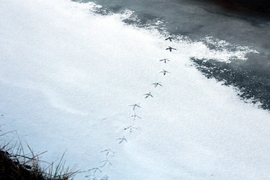 Congis-sur-Thérouanne<br>
Villers-les-Rigault