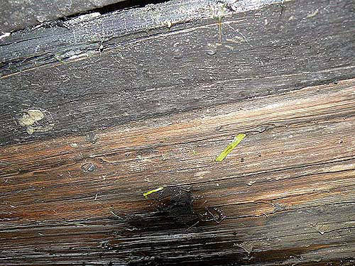 Vue de dessous : le fond en bois